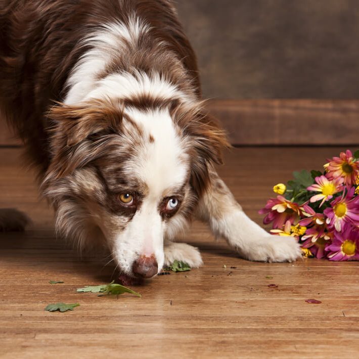 Dog on hardwood floor | Speers Road Broadloom